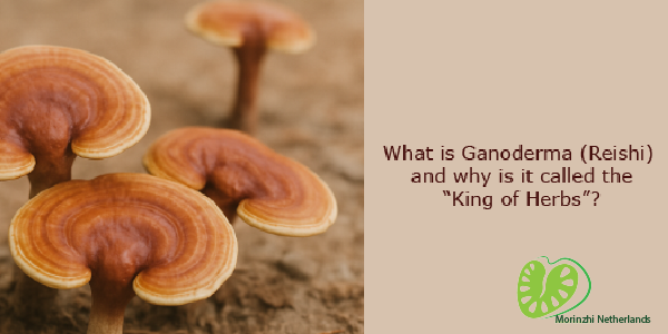 What is Ganoderma (Reishi) and why is it called the “King of Herbs”?